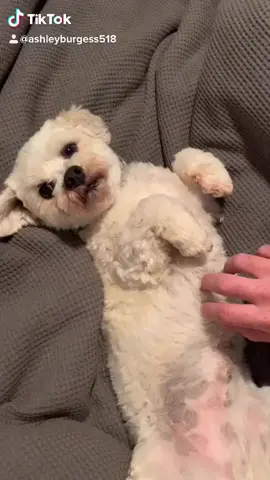 Can confirm this sent him running around the room like a madman. He’s lovin it 😂#foryoupage #fyp #foryou