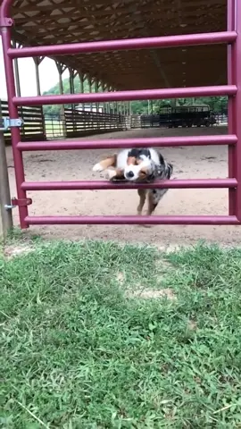 This dog has skills 👏#animals