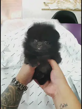 #고기조아송 #반려동물 #포메라니안 #강아지 #애완견 #동물 #doggo #puppylove #고양이 #귀엽다 #인형 #여행 #바다