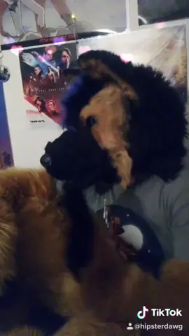 Reload because taken down? Anyways... Even this doggo feels like he needs someone sometimes... 💕 #furry #duetthis #fursuiter #furryfandom