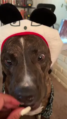 #nightmarebeforchristmas #pitty #halloween