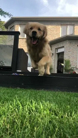 Who said puppies can't fly #foryoupage #tiktoc #goldenretriever #dogsoftiktok #flyingdog