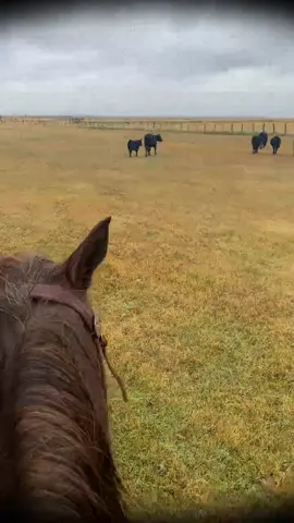 last of the 150 calf cow pairs moved in some lovely rainy fall weather #windrivers #wyoming #cowboy #cowgirl