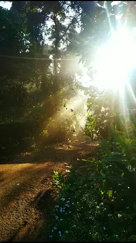 ഇന്ന് കാലത്ത് കണ്ട ഒരു കാഴ്ച 🥰 #goodmorning 😇 #nature #beauty #tiktok #india #duet #challenge #kerivamakkale #kerala #Love #animals #creature #pcz