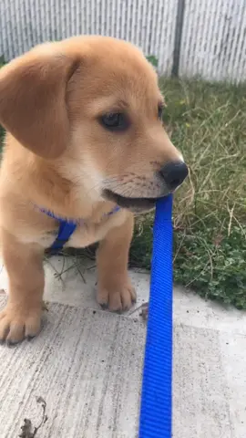 the kids i babysit for just got a puppy! meet ranger :) #fyp #foryou #puppy
