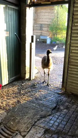 Good morning from Rodney our emu #rodneyanddel #rodneytheemu