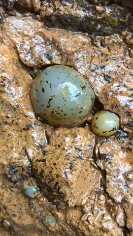 Found an egg :).