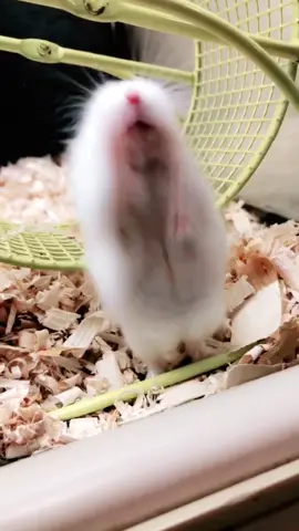 what ARE they thinking? 🤔 #fyp #foryoupage #foryourconsideration #hamster #gottagofast