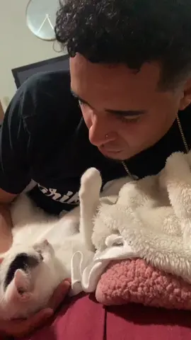 When your girl mad at you & you try to kiss her 😂 #funnyvideos #cat #funnyanimals