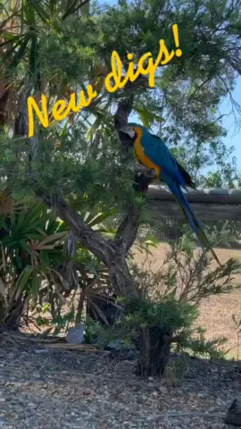 #macaw #blueandgoldmacaw #macaws #macawsoftiktok #aussie #newhouse #goals #chillin #omg