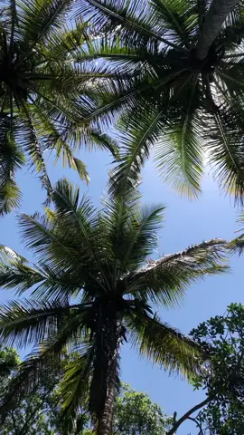 Praia do português 🌴 #travel #ubatuba #vocation #nature #beach #foruyou