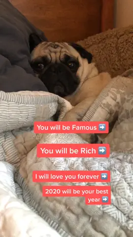 Test your luck! #fyp #dog #dogsoftiktok #pet