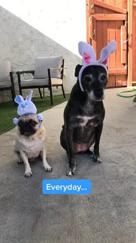 Pls don’t scroll right past us 😩 #fyp #pet #dogsoftiktok #dog #pug #shaqthepug