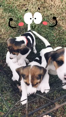 Rescue puppies!! Available through Fur-Ever Home Rescue in Virginia Beach! #rescue #adoptorshop #rescuepup #hound