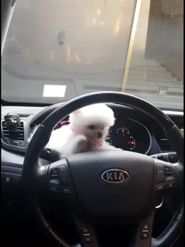 강아지야?고양이야? #강아지 #고양이 #반려동물 #마이펫 #dogs #dolike #puppy #puppie #dogs #dog #캣 #야옹이 #고양이송 #tiktokdogs