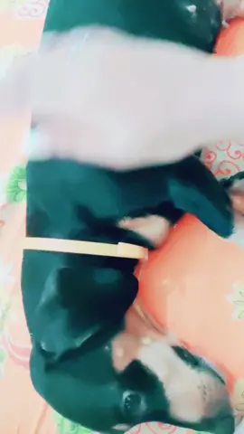 watch till end. she turns white😁#transformation #dogs