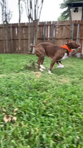 My foster dog, Curly Fry was just officially adopted by his forever family. Happy Gotcha Day to the goodest boi 😊♥️ #savethepitbulls #foryourpage