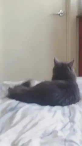 Scaring my cat 😂🤫 #cat #fyp #fypchallenge #foryou #scarecam