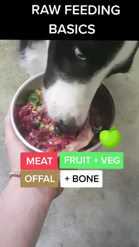 More to life then kibble 😎🐶🧡#dog #doglover #rawfeddog #dogsoftiktok #mydog #australia #dogtricks #food