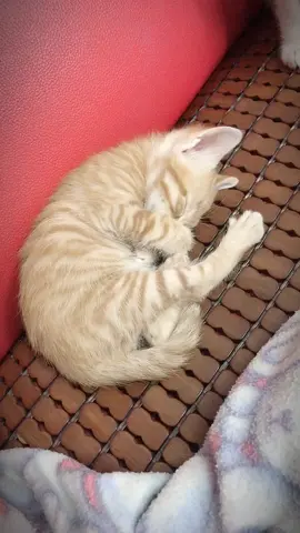 😂😂都是老大看到他都在睡、今天我們家的老么還蠻調皮的