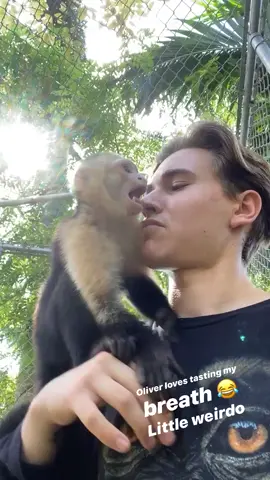Oliver loves the taste of breath😂🐵 @zwfmiami #zwfmiami #Inverted #youreinvited #tailgateszn #monkey #cuteanimals #babyanimals #
