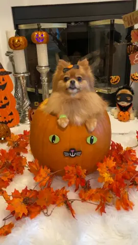 Did I scare you? #boo #halloween #pumpkinchallenge #puppylove #dogsoftiktok #foryou #foryoupage #featureme @tiktok @tiktokglobal