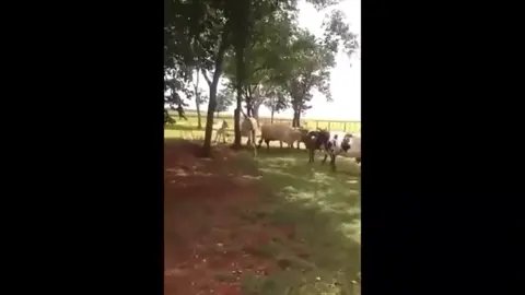 #foyou #cowvsgoat #knockedout