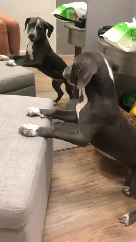 Pitbull Puppy Cuteness #highlightreel #fyp #puppy