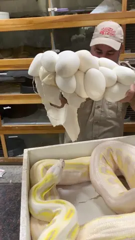 Best #duet ￼#sound you have a ideas  this is #dangit as good as it gets 🙌snake #egg  #harvest #time #dream #reptile #snaks #style