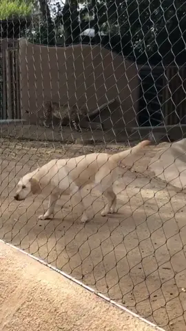 Best friends #dog #zoo #cheetah #fyp #foryoupage