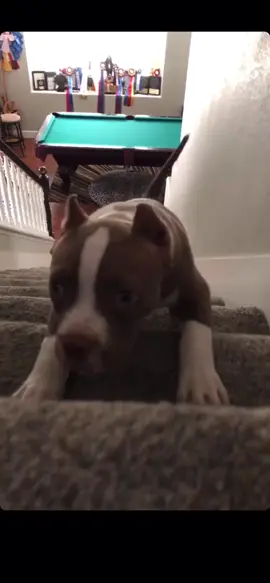 Sometimes all they need is a little encouragement! #tiktokpuppies #characterselect #puppy