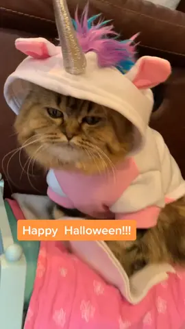 Happy Halloween everyone!!!🎃👻🎃#thisishalloween #Boorito #CostumeByTheFoot #tiktokcats #cats #catvideos #littlemonsters #bestcostume #fyp