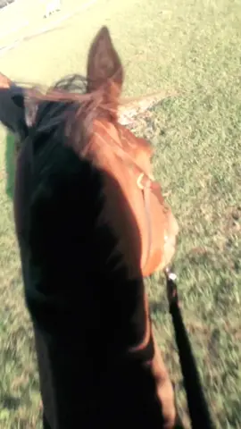 Love my boy #Love #horse #junior