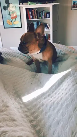 Hobey is baby 🥰❤️ #imbaby #frenchie #frenchbulldog #fyp #foryoupage #signalfound #getcrafting