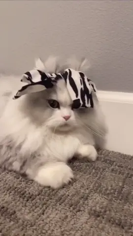 Meet Mochi he’s shoo pretty and he knows how to #putitinabun #icanputitinabun #cutecats #persiancat #mochi