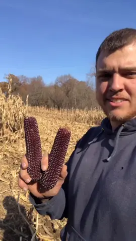 Thank you for supporting my farm! Spoor Farms is growing becuase of TikTok fans like you! 🍿🍿