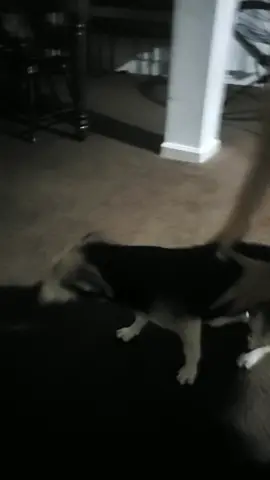 😱🤗🤗🤗😊🐕🐕