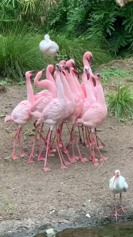 Am I doing it right? #animalkingdom #waltdisneyworld #flamingo #flamingochallenge #flamingodance #bird