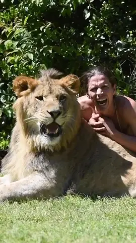 New YouTube Out Now with this Big Lion Boy, Gir ! Link In Bio ! 🦁🧡 #DealDropDance #teamtrees #lion #kingofthejungle #myrtlebeachsafari #savethelion