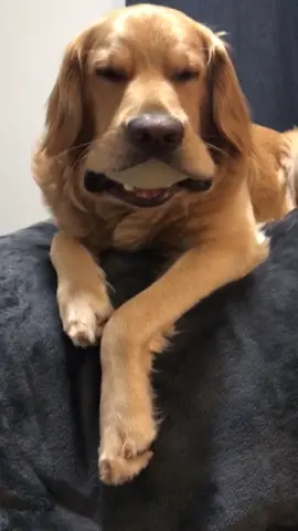 Not amused 😂 #chubbydog #BornToGlow #chubbypuppy #foryourpage #fyp #goldenretriever #dogsoftiktok #mydog #foryoupage #doglover #itsshowtime #foryou