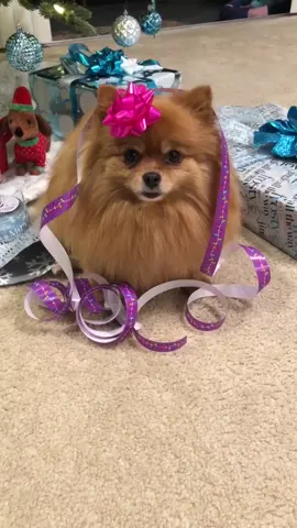 We’re getting ready!#christmas #holidayszn #foryou #foryoupage #puppylove #feature #crushedit #@tiktok @tiktokglobal