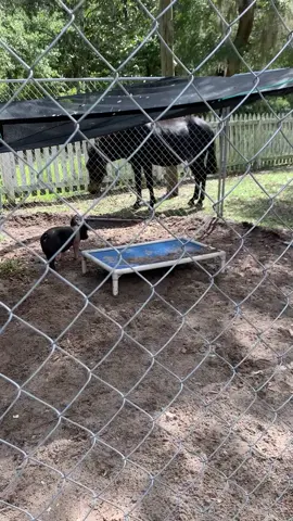 Who the new guy 👀 #fyp #foryoupage #donttrusthim