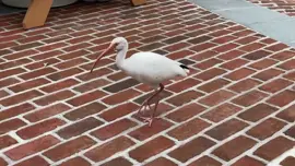White Ibis are always around Walt Disney World Theme Parks outside eating areas. #epcotbirds #Epcot #disney #birdwatching #floridabirds #orlando