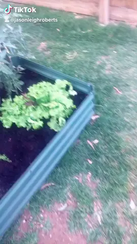 TikTok do your thing #fyp #blowthisup #foryoupage #4upage #helpme #like #follow