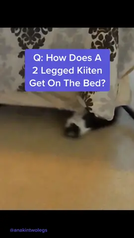 A: Not using the pet steps by the bed! 😹 #spidercat #twoleggedcat  #awesomecat #specialneedscat #catsoftiktok #anakintwolegs #NotSoOrdinary #fyp #cat