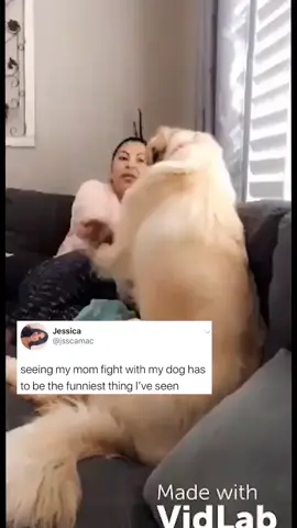 Who won? #foryou #fyp #PetsOfTikTok #viral