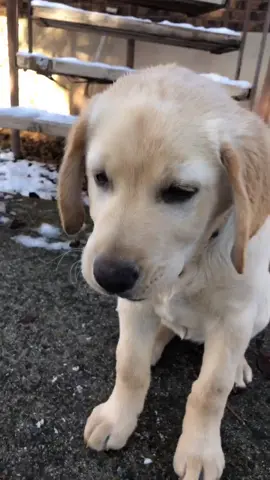 Doesn’t work with puppies!😂#fyp#eggchallenge #puppy#lab