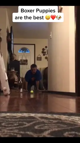 #boxers #dogs #puppies