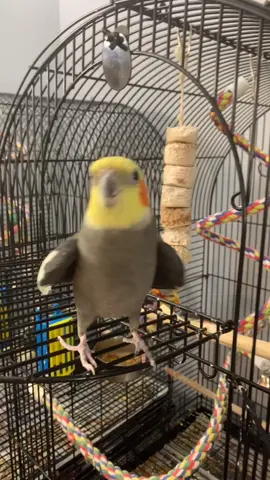 Sunny!  The beatboxing cockatiel!                  #bird #birdlover #funnybird #petbird ￼