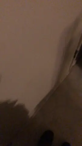 #funnylookingdog #fyp #heifer